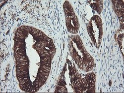 Invitrogen TUBA8 Monoclonal Antibody (OTI2G6) 100 &mu;L; Unconjugated:Antibodies,