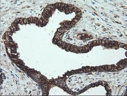 Invitrogen TUBA8 Monoclonal Antibody (OTI2G6) 100 &mu;L; Unconjugated:Antibodies,