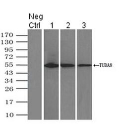 Invitrogen TUBA8 Monoclonal Antibody (OTI2G6) 100 &mu;L; Unconjugated:Antibodies,