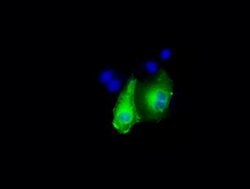 Invitrogen DAPK2 Monoclonal Antibody (OTI1C5) 100 &mu;L; Unconjugated:Antibodies,