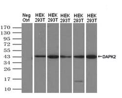 Invitrogen DAPK2 Monoclonal Antibody (OTI1C5) 100 &mu;L; Unconjugated:Antibodies,