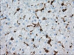 Invitrogen ALDH3A1 Monoclonal Antibody (OTI1B6) 100 &mu;L; Unconjugated:Antibodies,