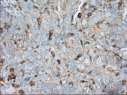 Invitrogen ALDH3A1 Monoclonal Antibody (OTI1B6) 100 &mu;L; Unconjugated:Antibodies,