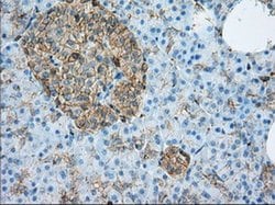 Invitrogen ALDH3A1 Monoclonal Antibody (OTI1B6) 100 &mu;L; Unconjugated:Antibodies,