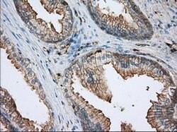 Invitrogen ALDH3A1 Monoclonal Antibody (OTI1B6) 100 &mu;L; Unconjugated:Antibodies,