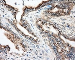 Invitrogen NIT2 Monoclonal Antibody (OTI2B9) 100 &mu;L; Unconjugated:Antibodies,