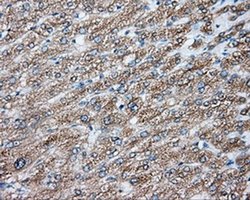 Invitrogen NIT2 Monoclonal Antibody (OTI2B9) 100 &mu;L; Unconjugated:Antibodies,