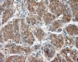 Invitrogen NIT2 Monoclonal Antibody (OTI2B9) 100 &mu;L; Unconjugated:Antibodies,