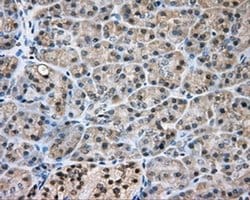 Invitrogen NIT2 Monoclonal Antibody (OTI2B9) 100 &mu;L; Unconjugated:Antibodies,