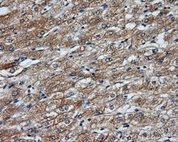 Invitrogen NME4 Monoclonal Antibody (OTI5E4) 100 &mu;L; Unconjugated:Antibodies,