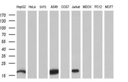 Invitrogen NME4 Monoclonal Antibody (OTI5E4) 100 &mu;L; Unconjugated:Antibodies,