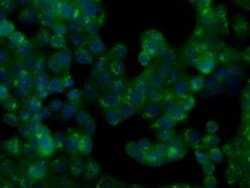 Invitrogen NIT2 Monoclonal Antibody (OTI5A3) 100 &mu;L; Unconjugated:Antibodies,