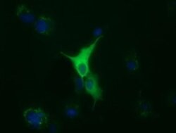 Invitrogen TUBA8 Monoclonal Antibody (OTI2C2) 100 &mu;L; Unconjugated:Antibodies,