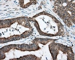 Invitrogen DNTTIP1 Monoclonal Antibody (OTI1F4) 100 &mu;L; Unconjugated:Antibodies,