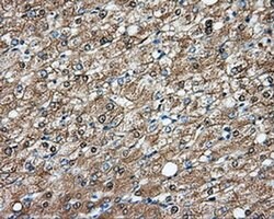 Invitrogen DNTTIP1 Monoclonal Antibody (OTI1F4) 100 &mu;L; Unconjugated:Antibodies,