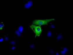 Invitrogen GPI Monoclonal Antibody (OTI5A11) 100 &mu;L; Unconjugated:Antibodies,