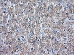 Invitrogen GPI Monoclonal Antibody (OTI5A11) 100 &mu;L; Unconjugated:Antibodies,
