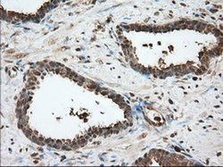 Invitrogen GPI Monoclonal Antibody (OTI5A11) 100 &mu;L; Unconjugated:Antibodies,
