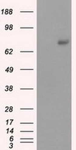 Invitrogen cGKI Monoclonal Antibody (OTI9G4) 100 &mu;L; Unconjugated:Antibodies,