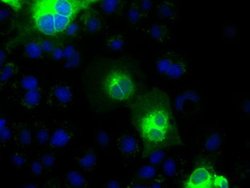 Invitrogen H-cadherin Monoclonal Antibody (OTI3H6) 100 &mu;L; Unconjugated:Antibodies,