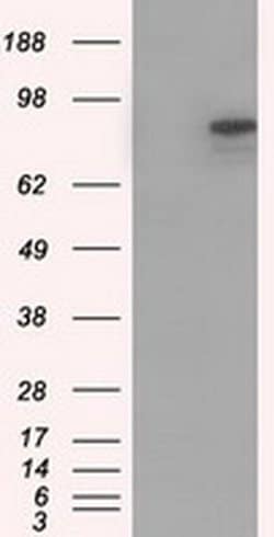 Invitrogen H-cadherin Monoclonal Antibody (OTI3H6) 100 &mu;L; Unconjugated:Antibodies,