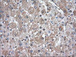 Invitrogen GPI Monoclonal Antibody (OTI2D2) 100 &mu;L | Buy Online | Invitrogen&trade; | Fisher Scientific