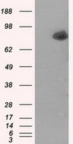 Invitrogen ACSBG1 Monoclonal Antibody (OTI2B5) 100 &mu;L; Unconjugated:Antibodies,