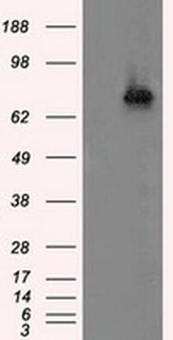 Invitrogen ACSBG1 Monoclonal Antibody (OTI2B6) 100 &mu;L | Buy Online | Invitrogen&trade; | Fisher Scientific