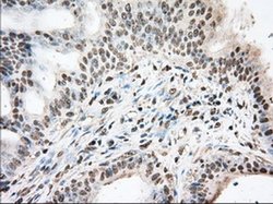 Invitrogen UAP56 Monoclonal Antibody (OTI2C5) 100 &mu;L; Unconjugated:Antibodies,