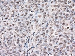 Invitrogen UAP56 Monoclonal Antibody (OTI2C5) 100 &mu;L; Unconjugated:Antibodies,