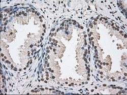 Invitrogen UAP56 Monoclonal Antibody (OTI2C5) 100 &mu;L; Unconjugated:Antibodies,