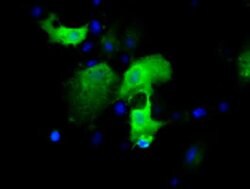 Invitrogen IGBP1 Monoclonal Antibody (OTI4F6) 100 &mu;L; Unconjugated:Antibodies,