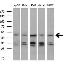 Invitrogen IGBP1 Monoclonal Antibody (OTI4F6) 100 &mu;L; Unconjugated:Antibodies,