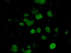 Invitrogen EMG1 Monoclonal Antibody (OTI1B8) 100 &mu;L; Unconjugated:Antibodies,