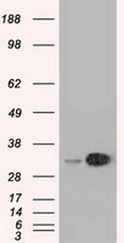 Invitrogen EMG1 Monoclonal Antibody (OTI1B8) 100 &mu;L; Unconjugated:Antibodies,