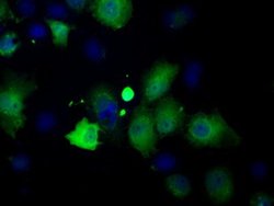 Invitrogen Profilin 1 Monoclonal Antibody (OTI1D5) 100 &mu;L; Unconjugated:Antibodies,