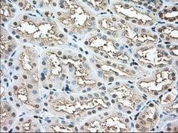 Invitrogen Profilin 1 Monoclonal Antibody (OTI1D5) 100 &mu;L; Unconjugated:Antibodies,