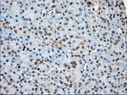 Invitrogen Profilin 1 Monoclonal Antibody (OTI1D5) 100 &mu;L; Unconjugated:Antibodies,