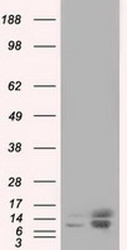 Invitrogen Profilin 1 Monoclonal Antibody (OTI1D5) 100 &mu;L; Unconjugated:Antibodies,