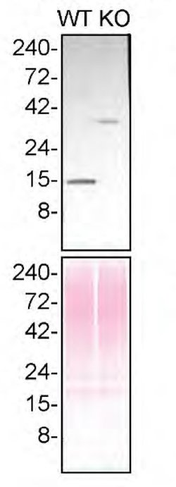 Invitrogen Profilin 1 Monoclonal Antibody (OTI1D5) 100 &mu;L; Unconjugated:Antibodies,