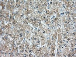 Invitrogen RAB17 Monoclonal Antibody (OTI3A5) 100 &mu;L | Buy Online | Invitrogen&trade; | Fisher Scientific