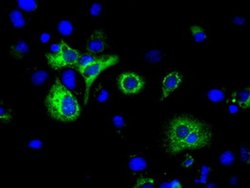 Invitrogen H6PD Monoclonal Antibody (OTI1H6) 100 &mu;L; Unconjugated:Antibodies,