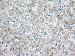 Invitrogen H6PD Monoclonal Antibody (OTI1H6) 100 &mu;L; Unconjugated:Antibodies,