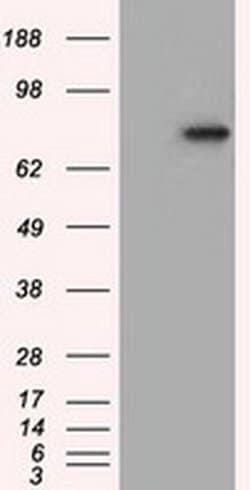 Invitrogen H6PD Monoclonal Antibody (OTI1H6) 100 &mu;L; Unconjugated:Antibodies,
