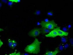 Invitrogen SNX9 Monoclonal Antibody (OTI1B5) 100 &mu;L; Unconjugated:Antibodies,