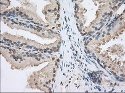 Invitrogen SNX9 Monoclonal Antibody (OTI1B5) 100 &mu;L; Unconjugated:Antibodies,