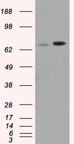 Invitrogen SNX9 Monoclonal Antibody (OTI1B5) 100 &mu;L; Unconjugated:Antibodies,