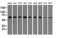 Invitrogen SNX9 Monoclonal Antibody (OTI1B5) 100 &mu;L; Unconjugated:Antibodies,