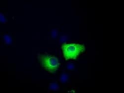 Invitrogen TACC3 Monoclonal Antibody (OTI7B11) 100 &mu;L; Unconjugated:Antibodies,
