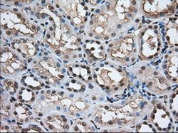 Invitrogen TACC3 Monoclonal Antibody (OTI7B11) 100 &mu;L; Unconjugated:Antibodies,
